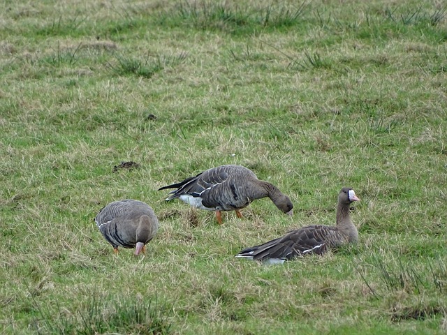 杨分别因犯 杨分别因犯